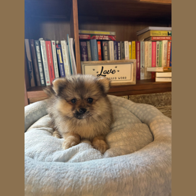 Photo of Tibby