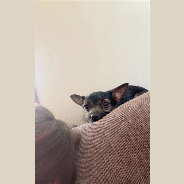 Photo of Taquito