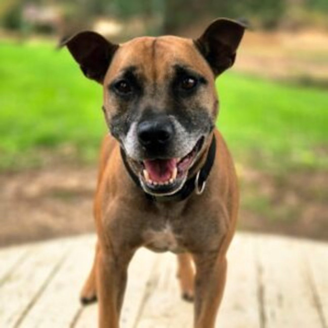 Photo of Rufus