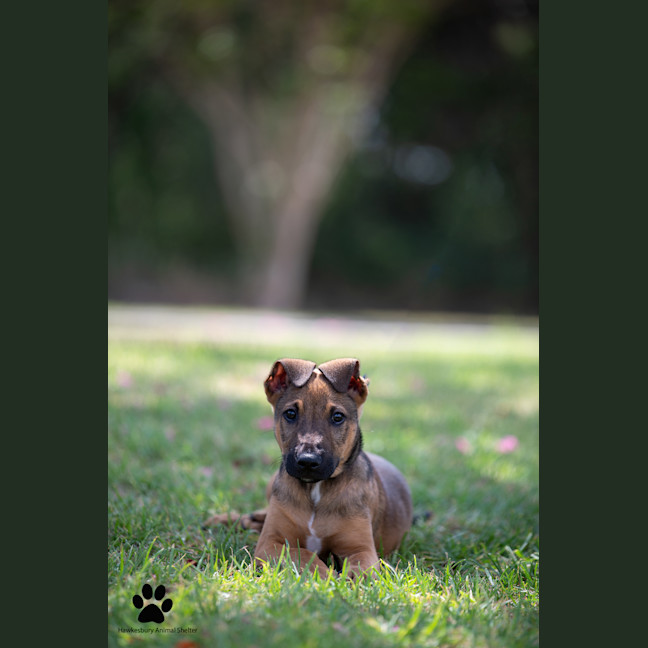 Photo of Ryder