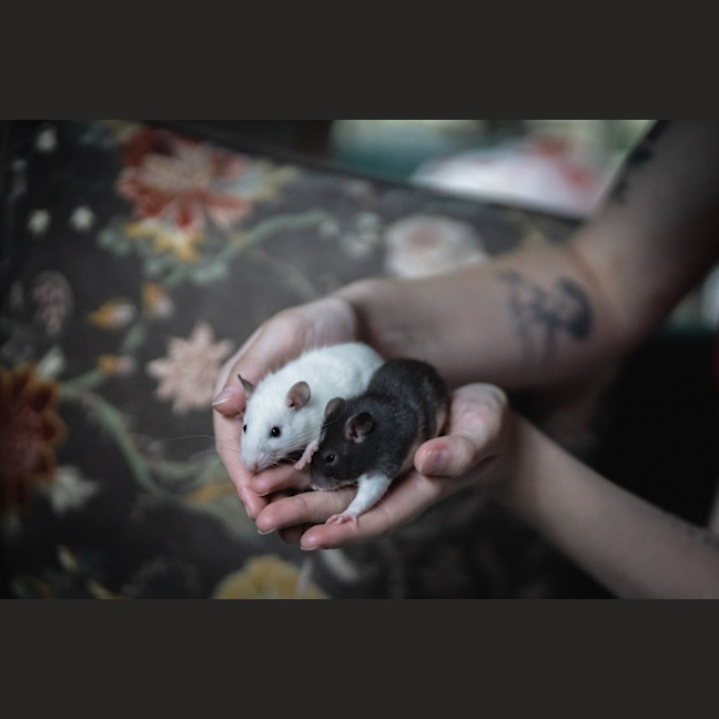 Photo of Willow & Maple