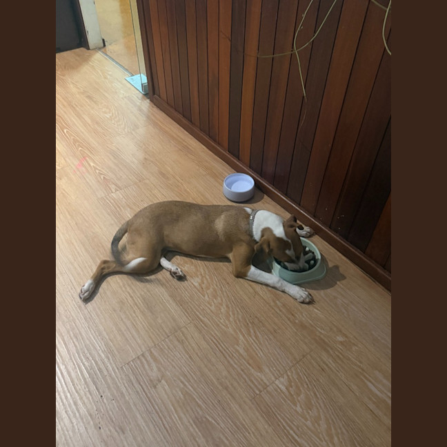 Photo of Nala