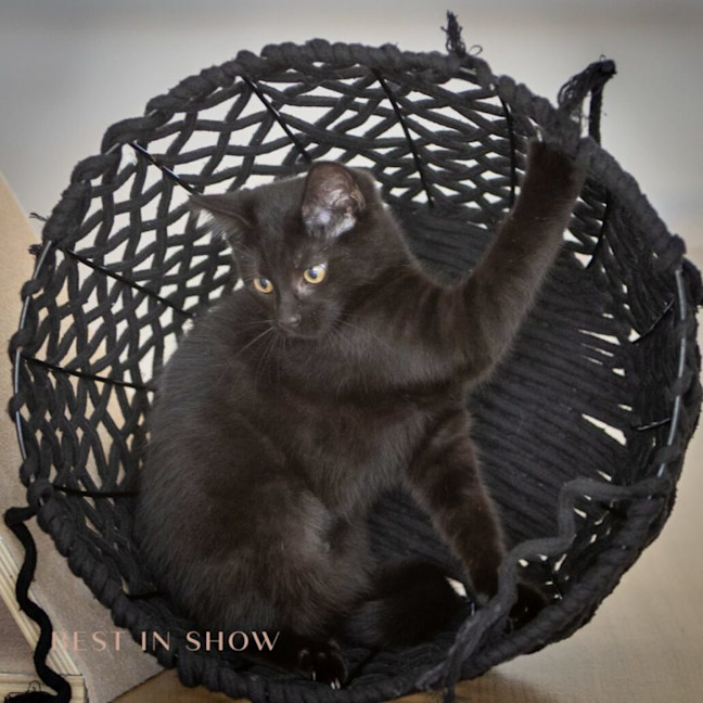 Photo of Onyx