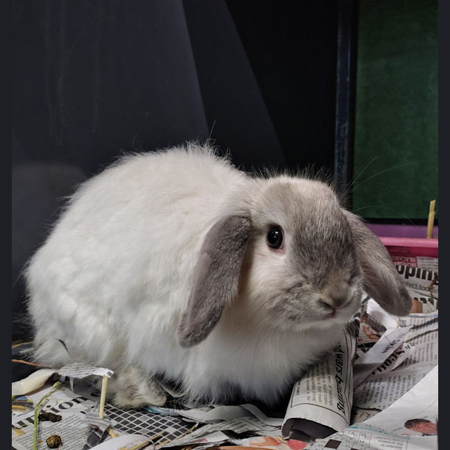 Photo of Poppy (Bonded To Nutmeg)