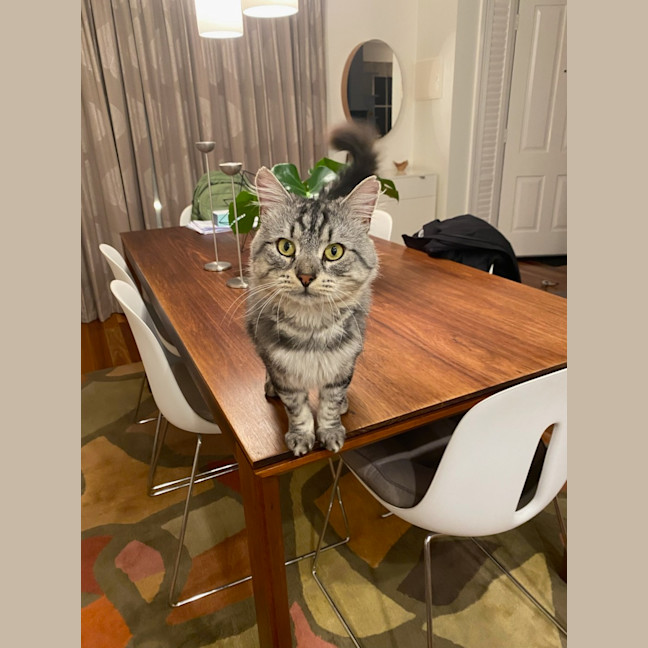 Photo of Samson 