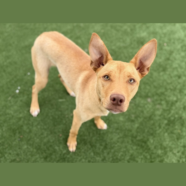 Photo of Flapjack Imp 89