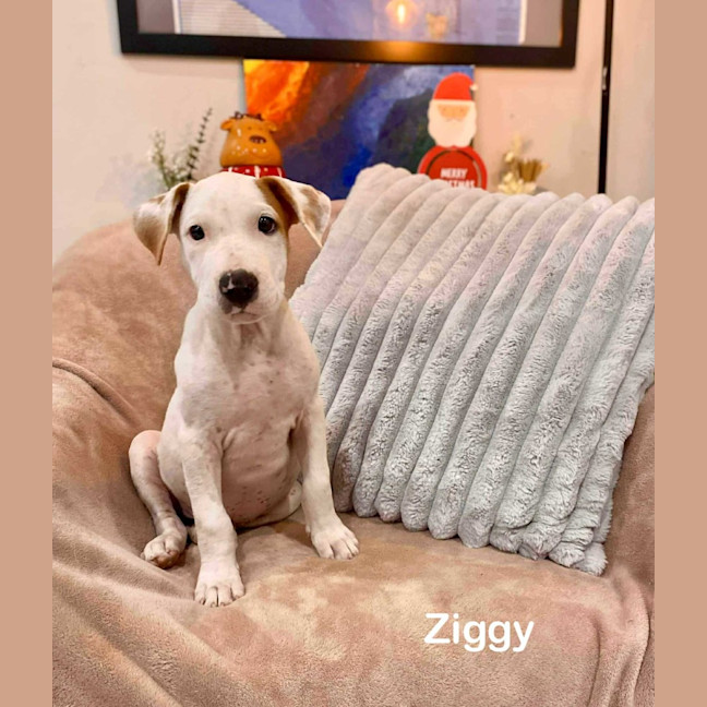 Photo of Ziggy