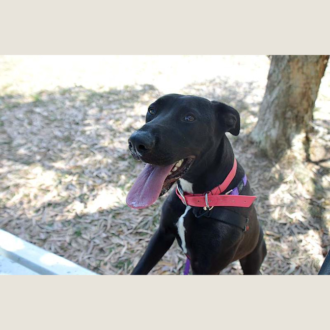 Photo of Dot