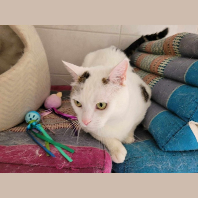 Photo of Tim Tam & Kit Kat