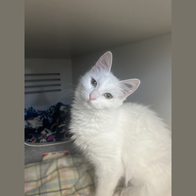 Photo of Knickerbocker Glory