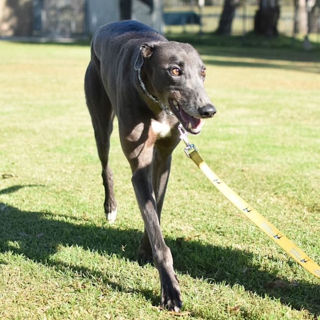 Photo of Plankton The Greyhound