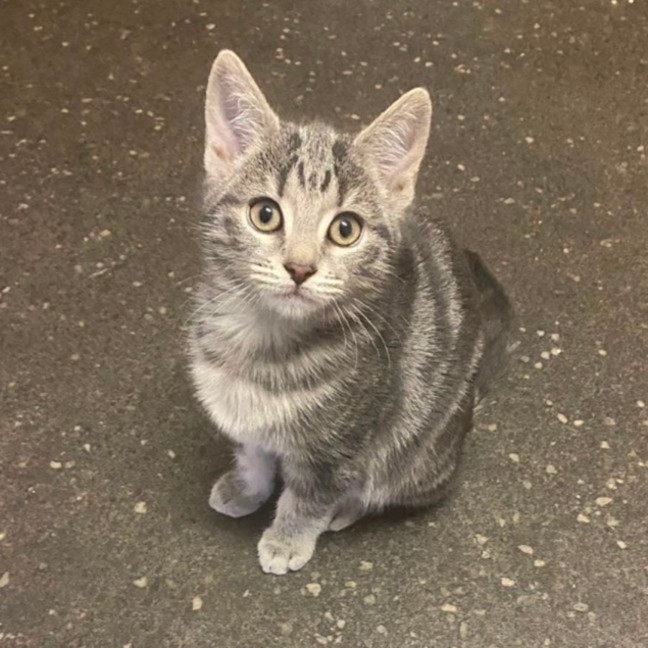 Photo of Loki