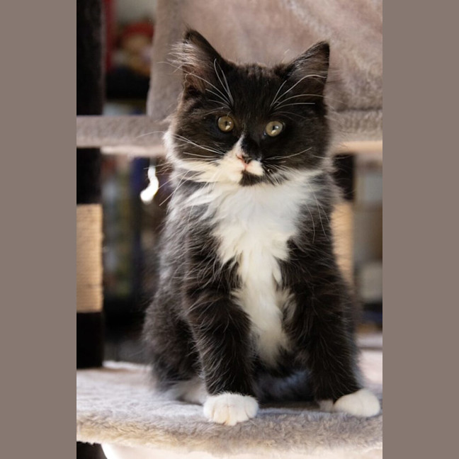Photo of Grover