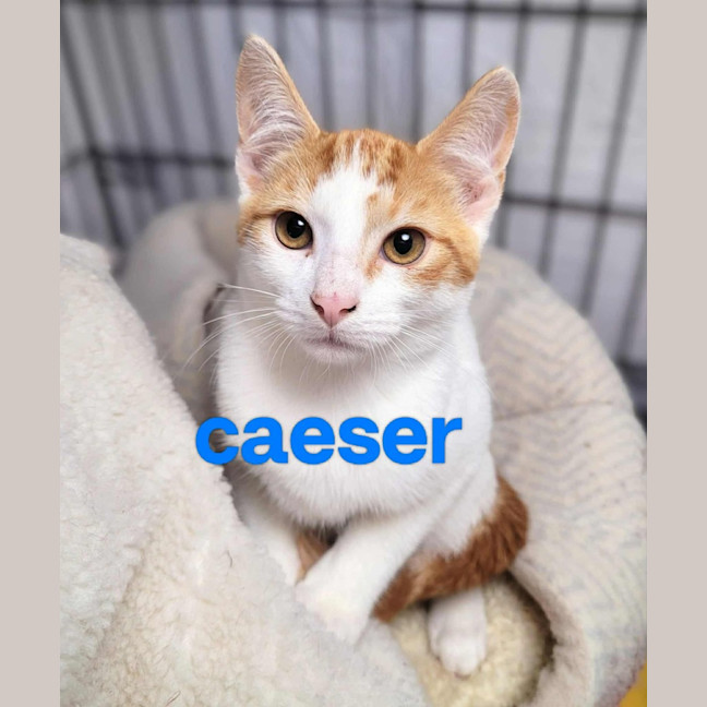 Photo of Caesar❤️