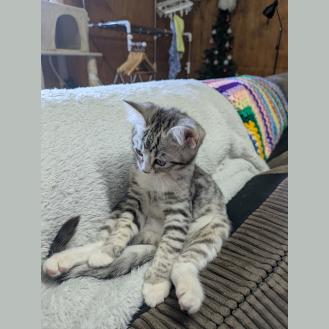 Photo of Foggie