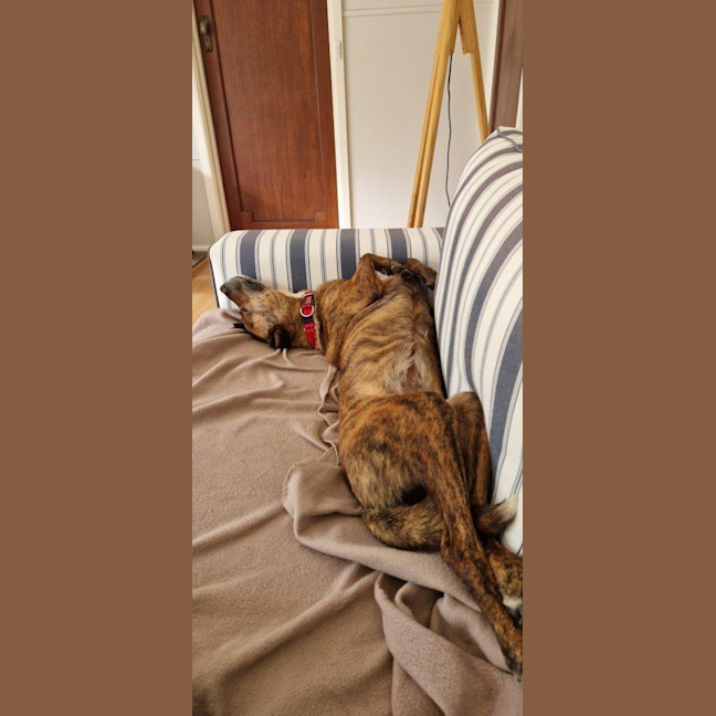 Photo of Swiftee Haliwell