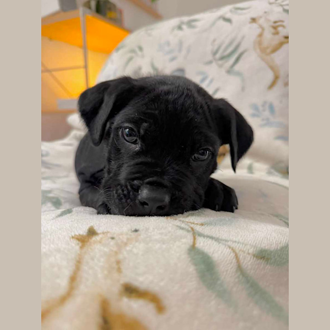 Photo of Oscar 