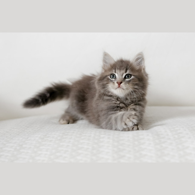 Photo of Truffle