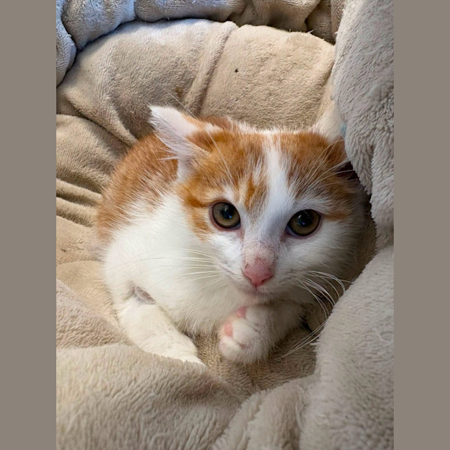 Photo of Milo 