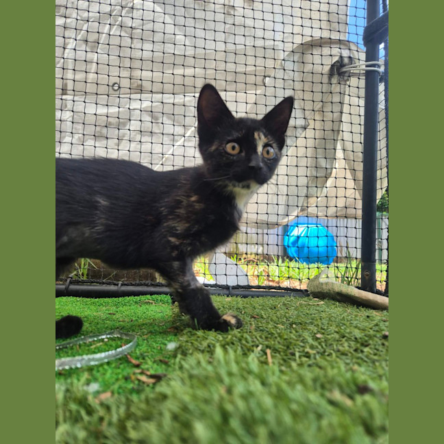 Photo of Ember