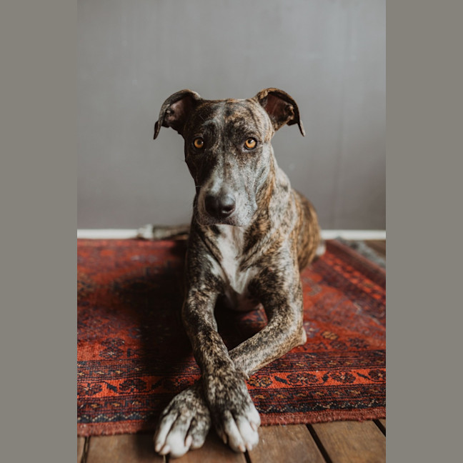 Photo of Maisy *$350 Adoption Fee*