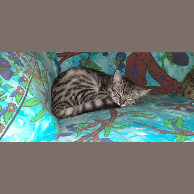 Photo of Tinsel