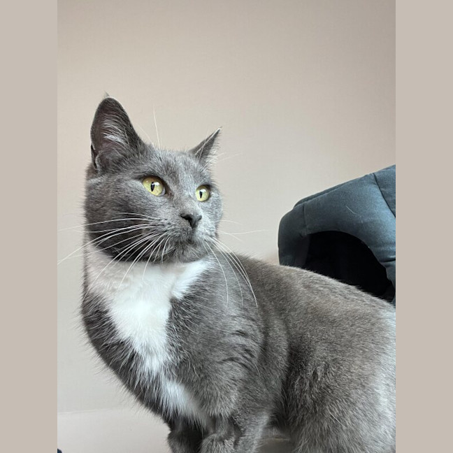 Photo of Rune