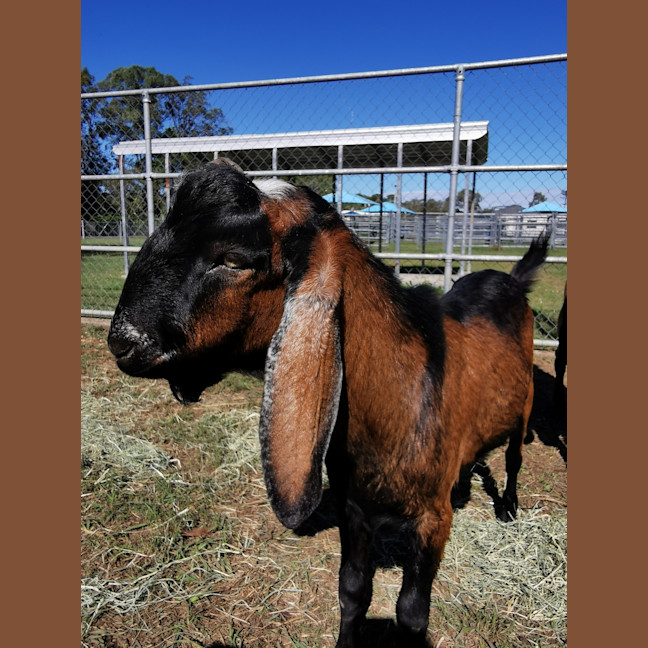 Photo of Choccy