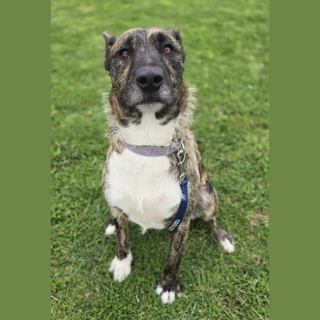Photo of Willow   64228