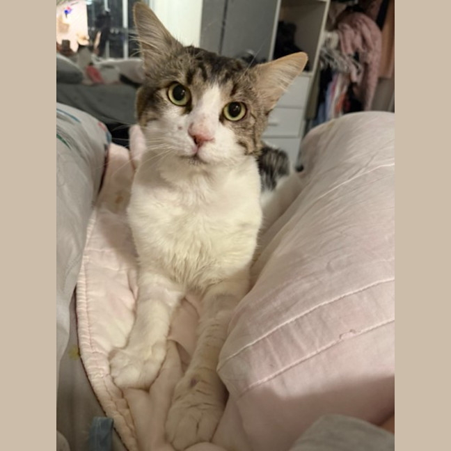 Photo of Luigi *Adoption Pending*