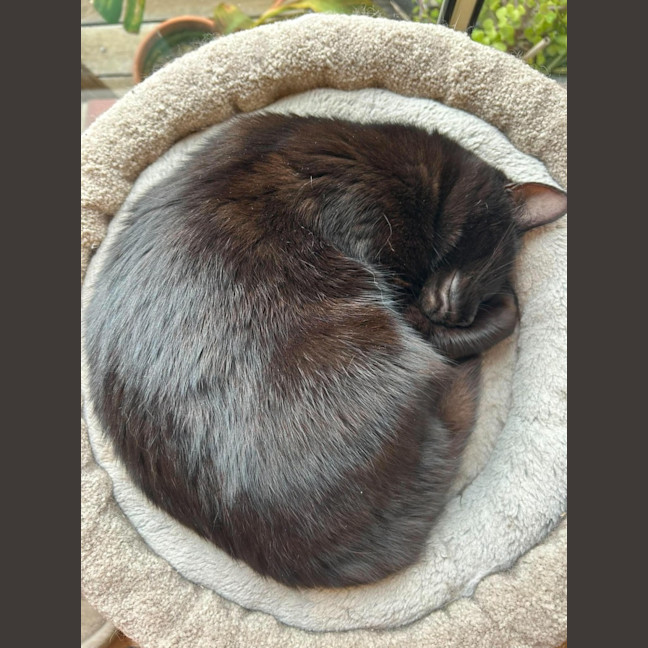 Photo of Ginnette *9 Lives Project Rescue*