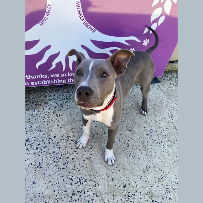 Photo of D1179 Sonny