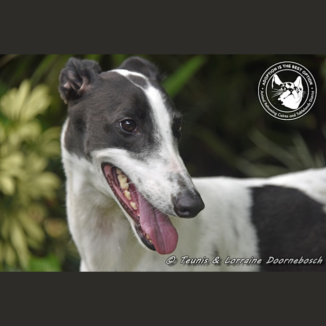 Photo of Minnie (Racing Name Mischievous Mini)