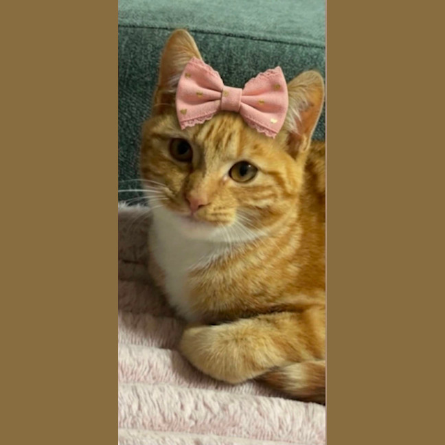 Photo of Bella