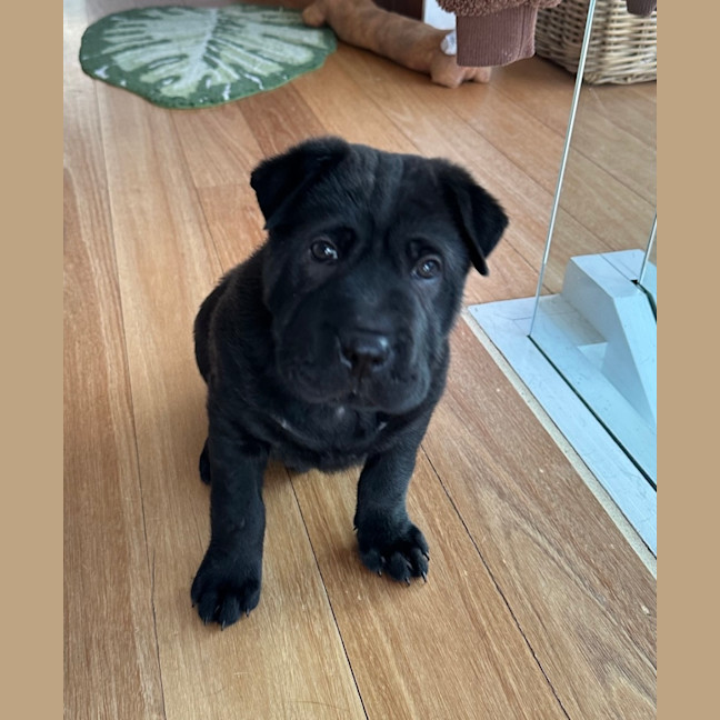 Photo of Flint