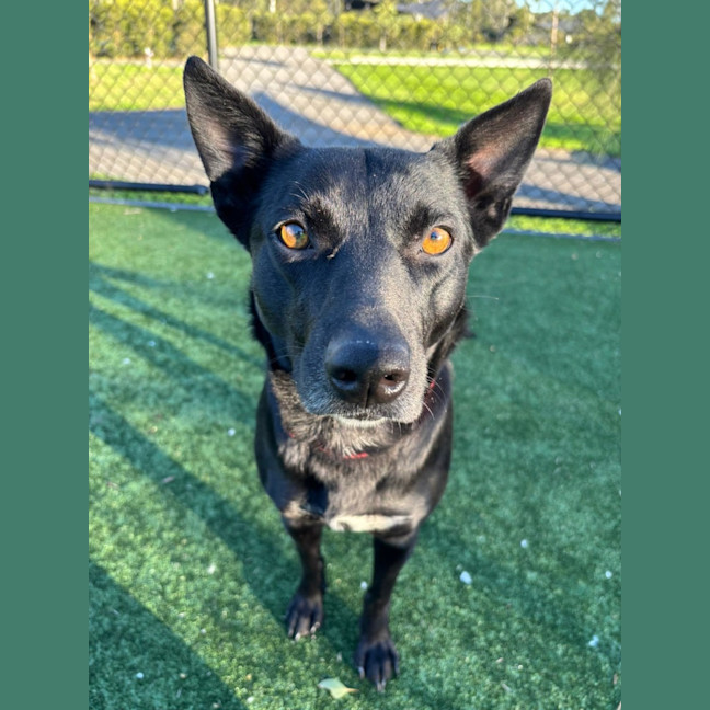 Photo of Evie Imp 1162