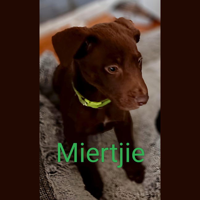 Photo of Miertjie