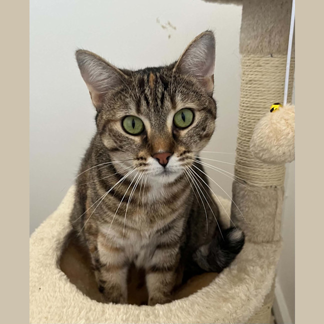 Photo of Jazz
