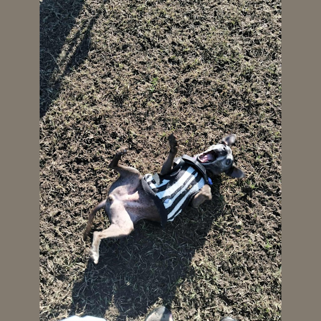 Photo of Nyxie   12 Year Old Jack Russell X