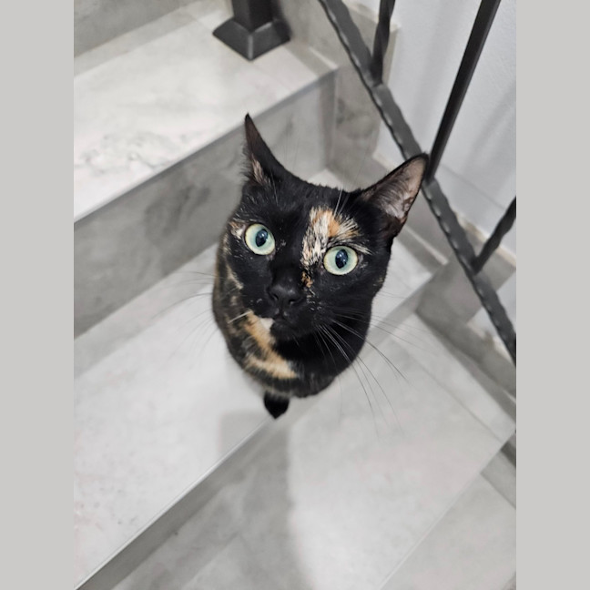 Photo of Meowie