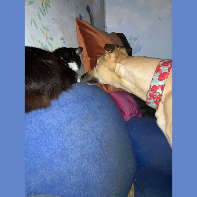 Photo of Toffee, The Cat Friendly Greyhound