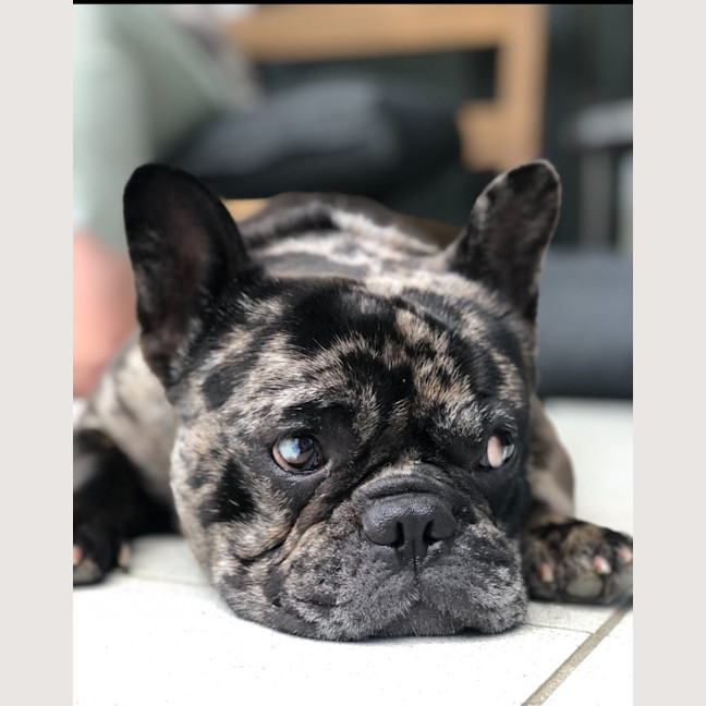 Photo of Shadow   6 Year Old French Bulldog