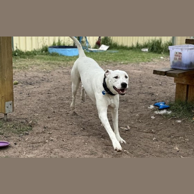 Photo of Rosie