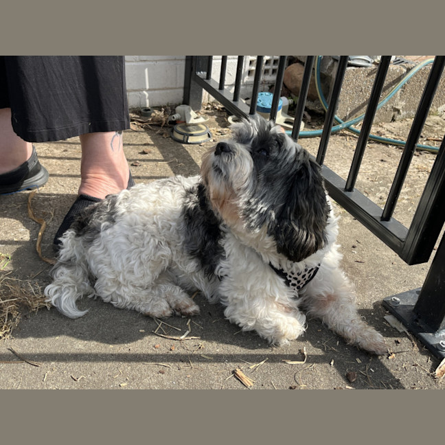 Photo of Abby🌞4yo, Shih Tzu X Maltese(on Trial 12/8/24)