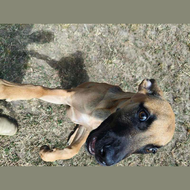 Photo of Scooby