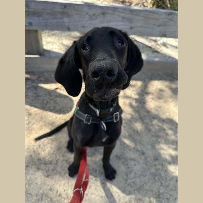 Photo of Scooby
