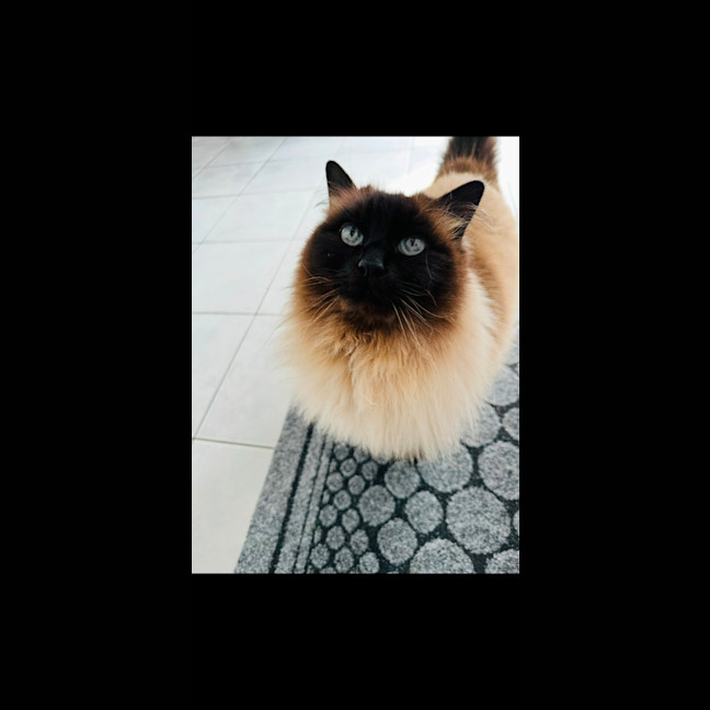 Photo of Clyde 