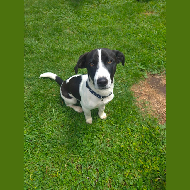 Photo of Bandit