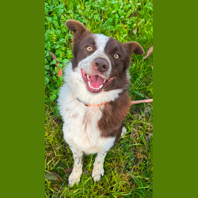 Photo of Rusty