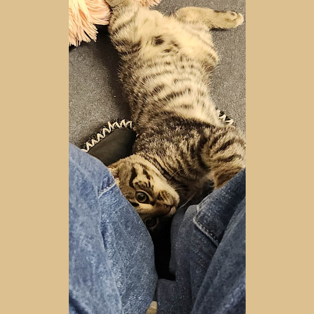 Photo of Tommy